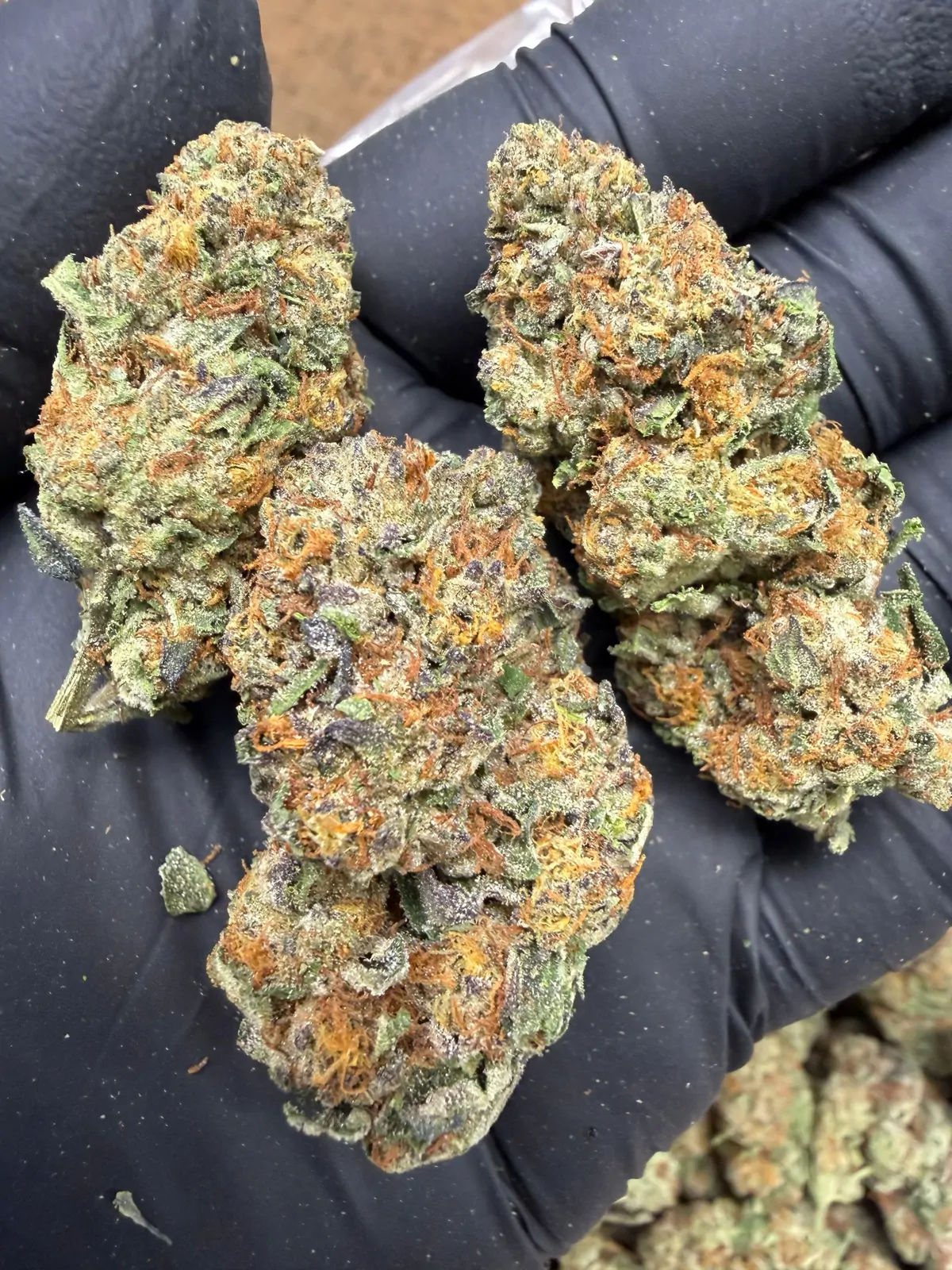 Garlic Breath Flower